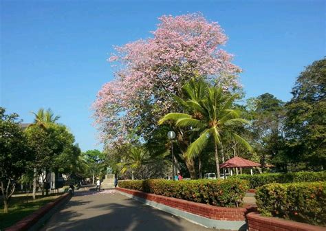 Student Life at Jayewardenepura University - USJ - University of Sri ...