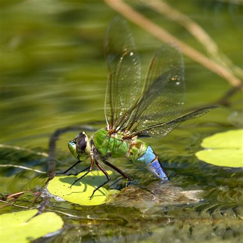 Green Darner Dragonfly 1 Photograph by David Lester | Pixels