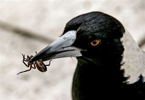 Free photo: Magpie, Australian Magpie, Hungry - Free Image on Pixabay - 846146