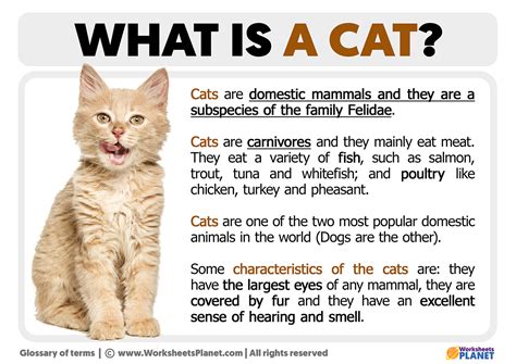 What is a Cat | Definition of Cat