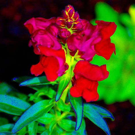 Rainbow Garden Plant Photograph by Ben Upham III - Fine Art America