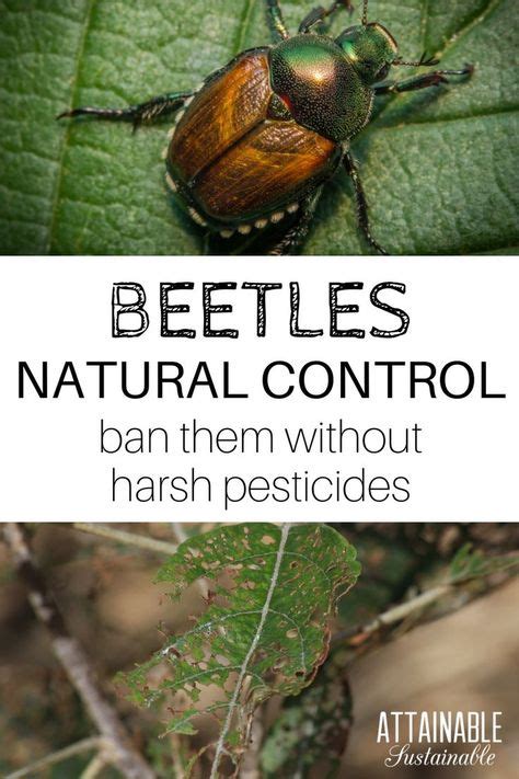 Two Must-Try Methods to Control Japanese Beetles Naturally | Japanese beetles, Garden pests ...