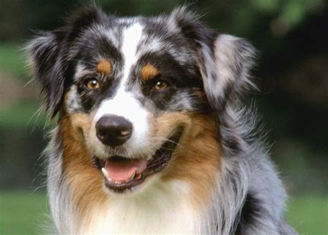 Australian Shepherd dog face photo and wallpaper. Beautiful Australian Shepherd dog face pictures