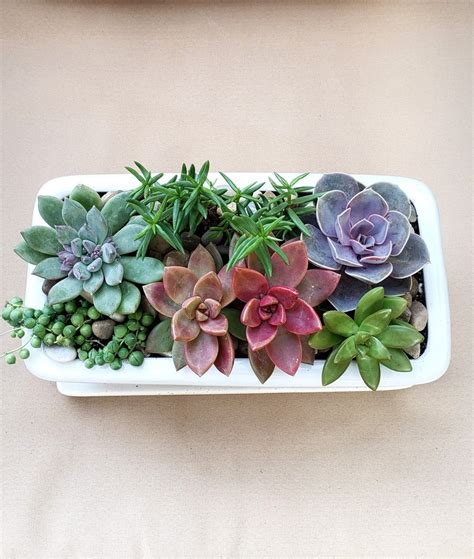 Succulent arrangement! in 2020 | Succulent arrangements, Succulents, Plants