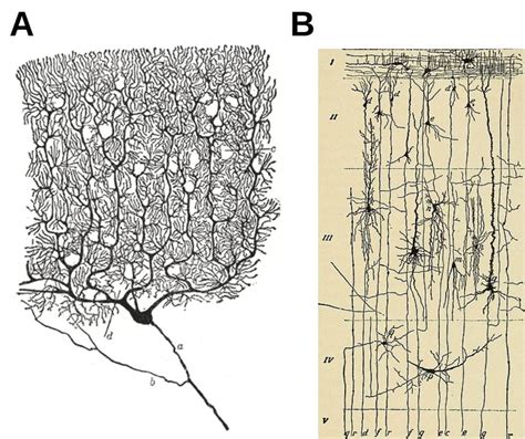 Similarities between Purkinje cells (cerebellum) and pyramidal cells ...