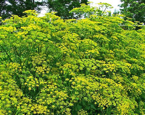 Growing Parsnips: Simple Steps For Beginners