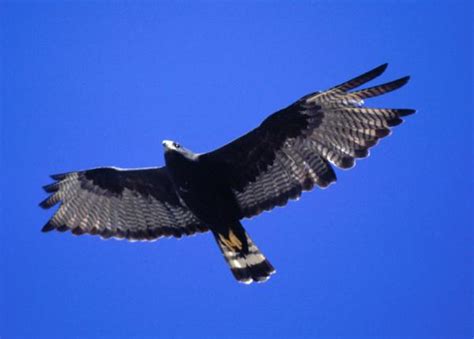 Zone-tailed Hawk | The Peregrine Fund