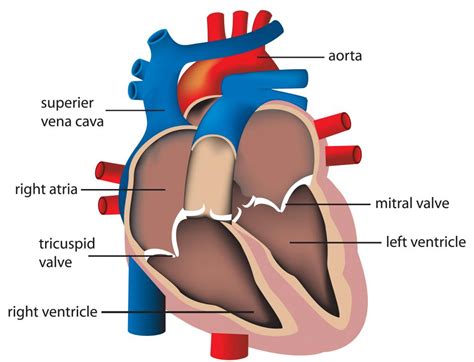 Heart Diagram Of The Chambers And Valves Pictures Of Chamber