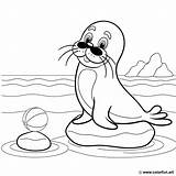 Cartoon seal coloring page Download Or Print For Free sketch template