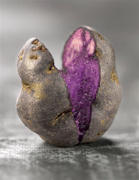 Pomme De Terre Vitelotte Ouverte Vitelotte Potato Cut In Half ...