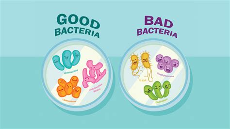 Harmful Bacteria In Food