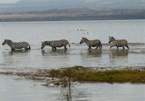 2 Days Lake Nakuru Safari – Golden Oriole Adventures