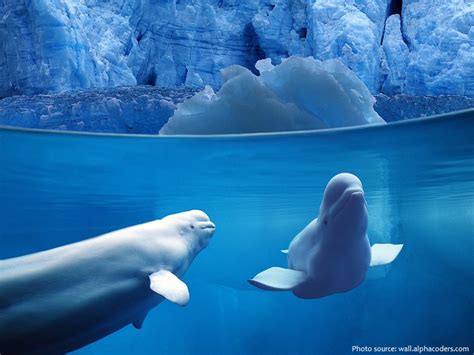 Interesting facts about beluga whales | Just Fun Facts