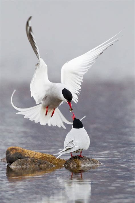 Arctic Tern | Audubon Field Guide