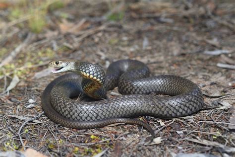 Family thanks Koumala community who tried to save grandfather after fatal eastern brown snake ...