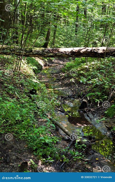 Bridge Of Birch Log On Forest Ravine Stock Image - Image: 33032721