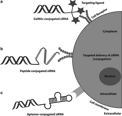 Diagrammatic representation of various targeted siRNA delivery systems... | Download Scientific ...