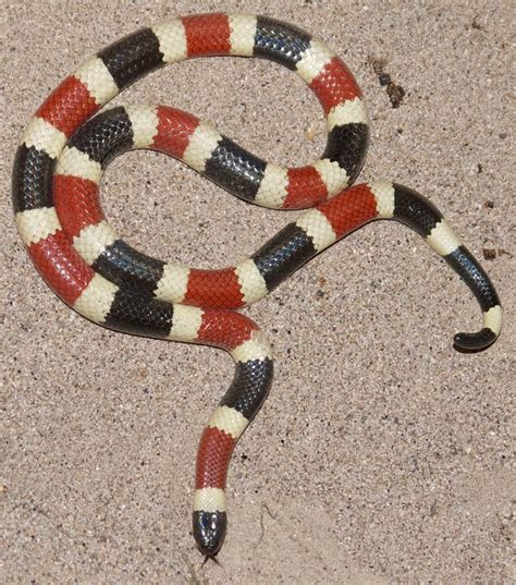 Arizona Coral Snake Facts and Pictures