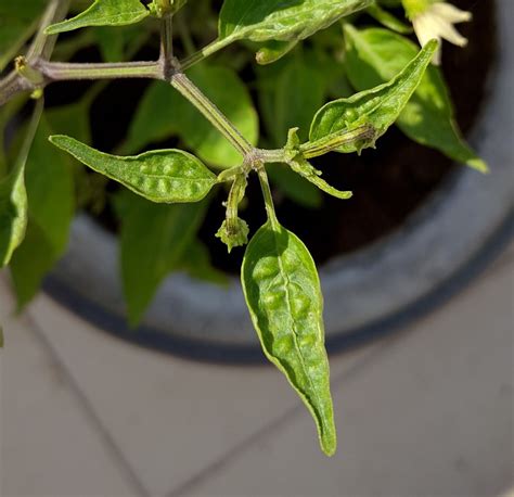 chili - Chilli plant leaves wrinkling - Gardening & Landscaping Stack ...