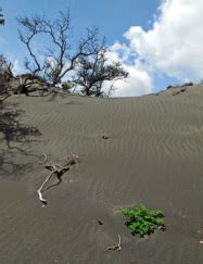 Biomes - Hawaii Volcanoes National Park