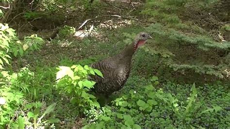 Female Wild Turkey Hen Up Close - Cluck & Purr Wild Turkey Sounds - very vocal | Purring, Wild ...