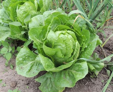 Romaine Lettuce Plants, Loose Leaf. How to Grow Romaine Lettuce.