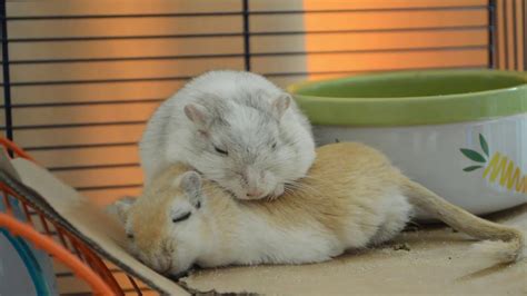 cute sleepy gerbils relaxing - YouTube