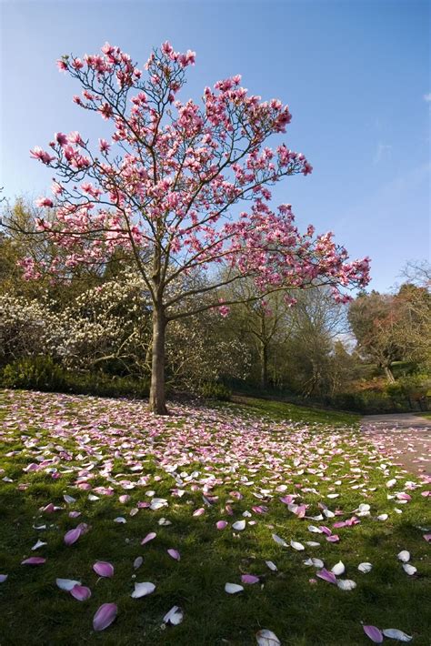 Magnolia Tree Types – Learn About Common Varieties Of Magnolia Trees