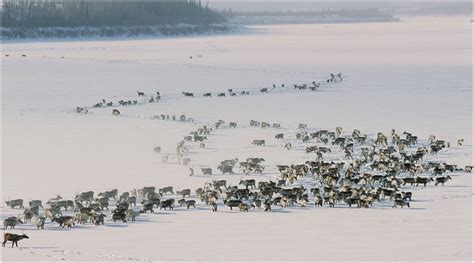 Arctic Caribou Migration