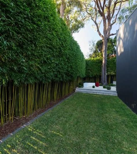 12 Garden Hedge Plants For Privacy ~ Matchness.com