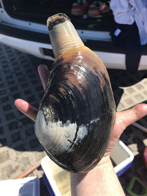 Went clamming in Bodega Bay for Geoduck but found huge Horseneck Clams instead. This guy was our ...