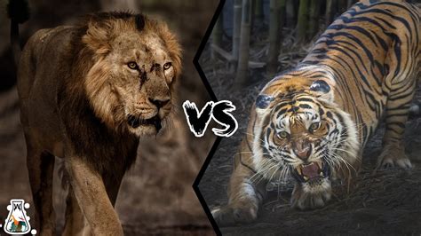 ASIATIC LION VS BENGAL TIGER - Who is The King of Asia? - YouTube