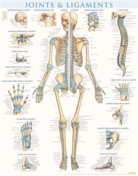 Joints and Ligaments Wall Poster - Clinical Charts and Supplies