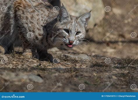 Bobcat Hunting in the Woods Early Spring Stock Image - Image of folklore, cold: 173541073