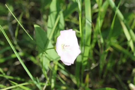 Field Bindweed - Alberta Invasive Species Council