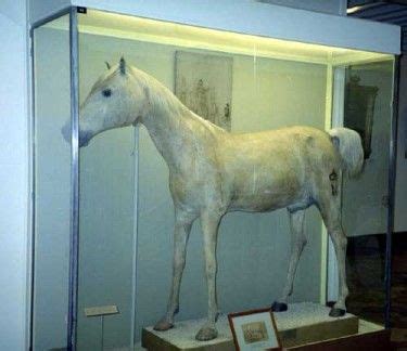 Napoleon's horse Le Vizir. I had no idea this existed. This exhibit is ...