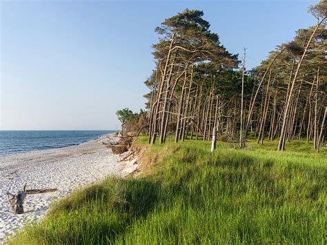 Coastal Forest At The Weststrand Photograph by Martin Zwick - Fine Art ...