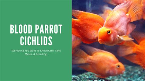 Red Blood Parrot Fish 10 Compatible Parrot Cichlid Tank Mates (Paperback) | lupon.gov.ph