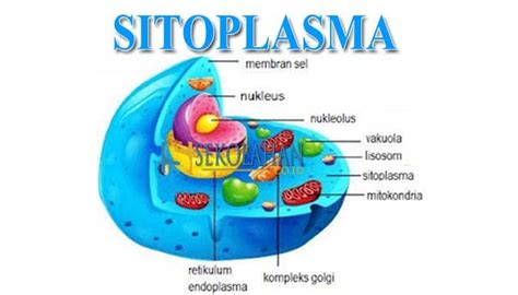 Gambar Sitoplasma Pada Sel Hewan - Riset