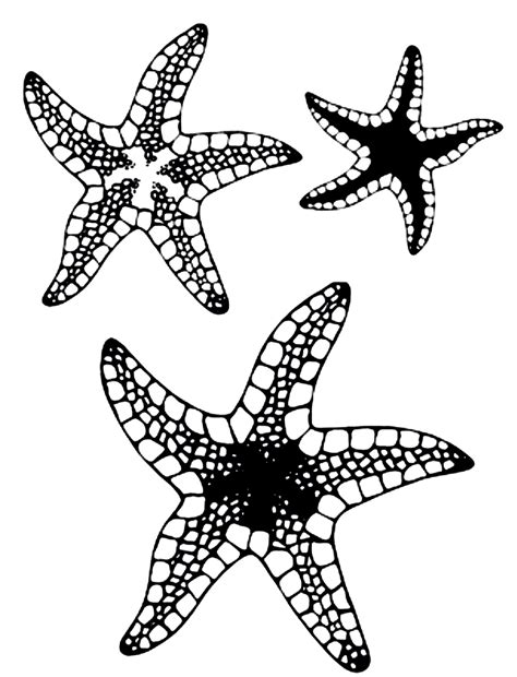 Free Printable Starfish Coloring Pages For Kids