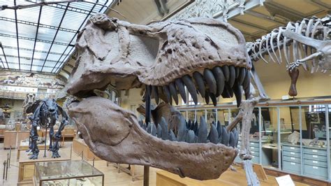 Free photo: Museum, Skeleton, Dinosaur - Free Image on Pixabay - 367732