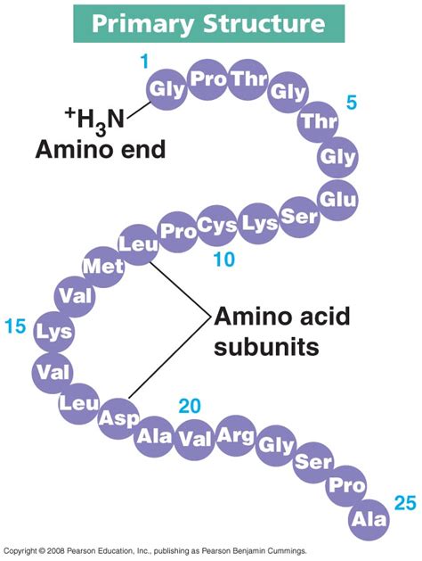 Proteins have levels of structure? | biochemanics