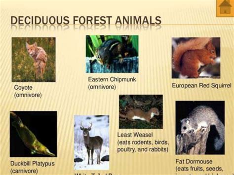 types of forest | PPT