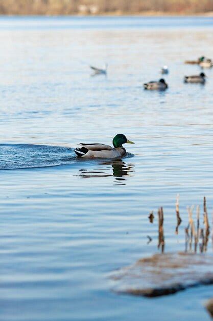 Premium Photo | Beautiful shot of ducks swimming in the pond