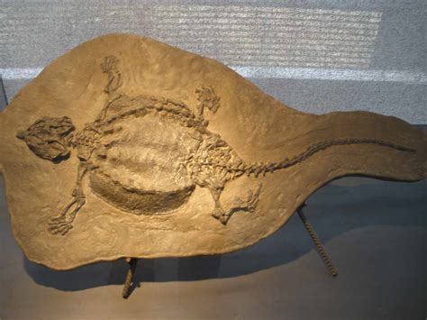 Pictures and Profiles of Prehistoric Turtles