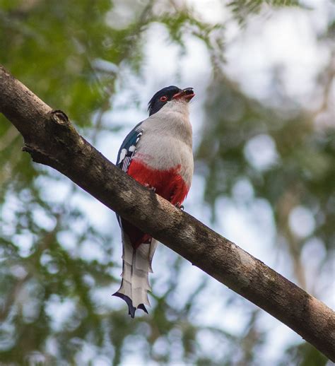 National bird of Cuba | Great Bird Pics