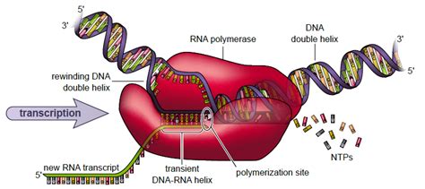 Rna Polymerase Structure And Function