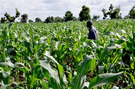 Villam Agric earmarks N3.5bn agricultural investment in Ekiti State – Businessamlive