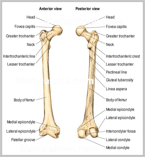 femur diagram Archives - Graph Diagram