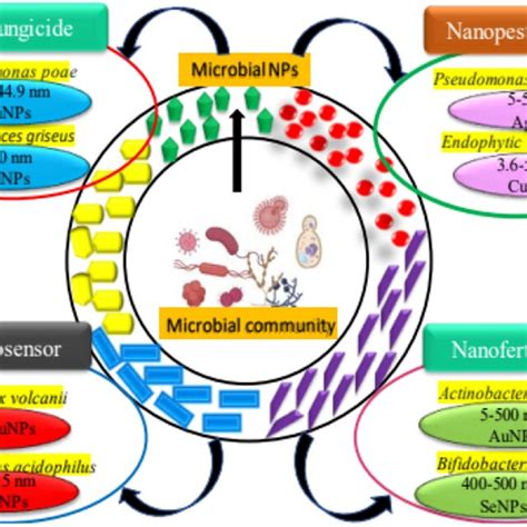 Microbial nanotechnology products uses in sustainable agriculture ...